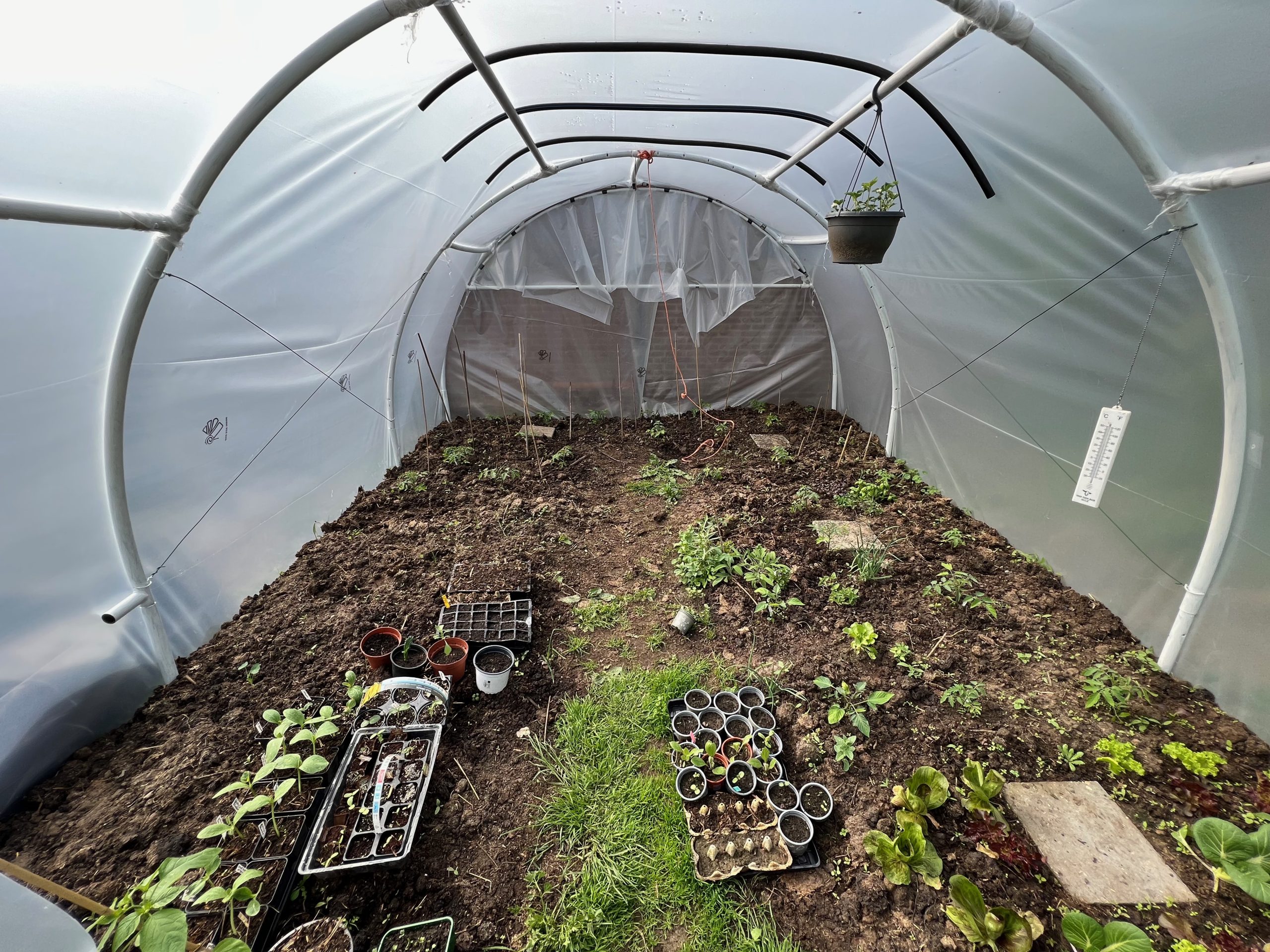 Planten in DIY kas voor moestuin
