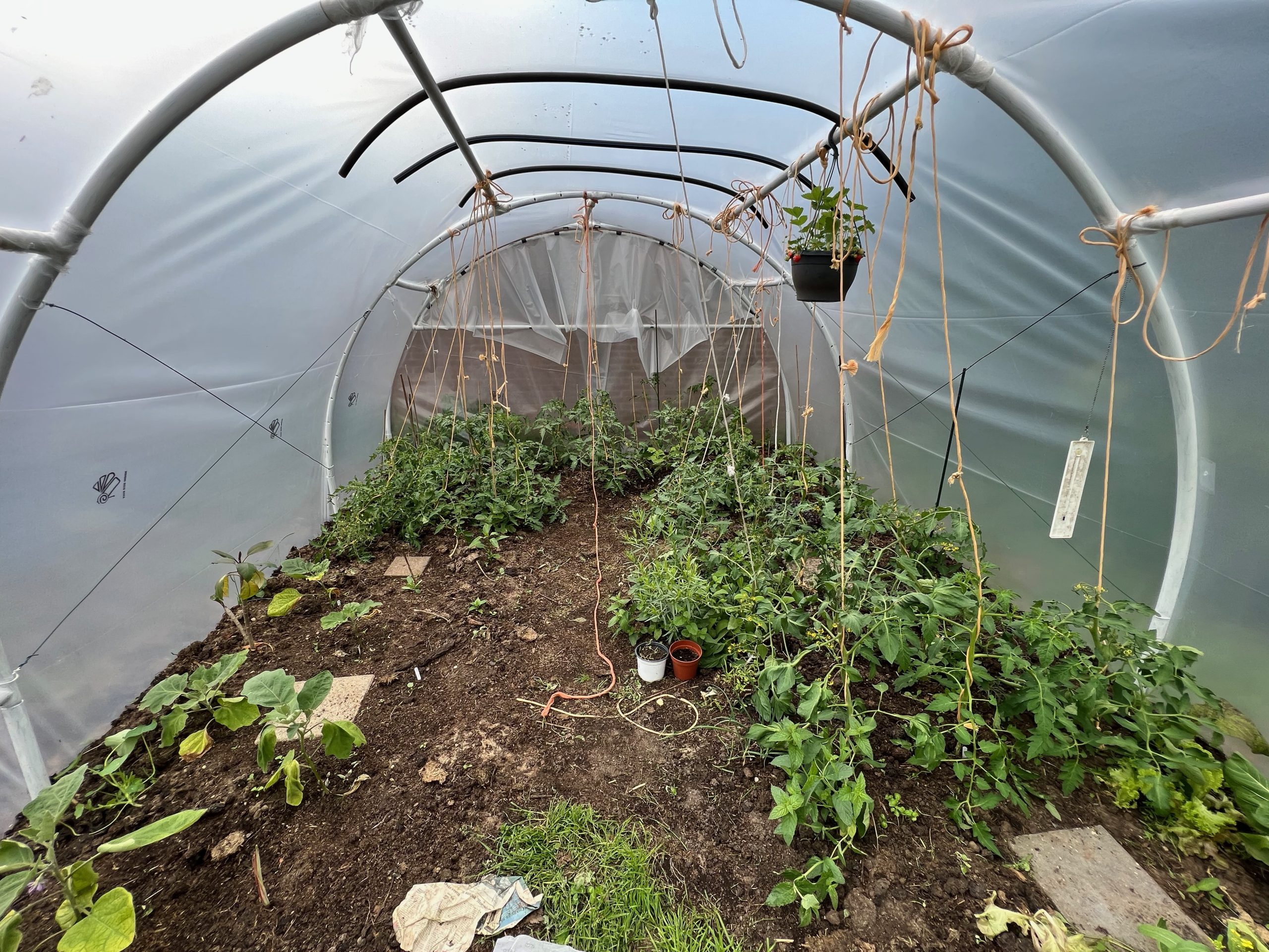 moestuinkas met planten van oude hergebruikte frame trampoline